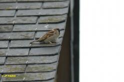 Moineau friquet